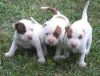American Pit Bull Terrier puppies for sale
