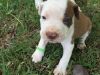 full blooded pit bull puppies