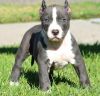 Playful American Pit Bull Puppies For Sale