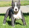 Explicit American Pit Bull Puppies For Sale