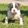 perfect American Pit Bull Terrier puppies