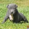 awesome pit bull puppies