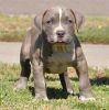 Adorable Male Pit Bull Puppy For Sale.