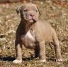Pitbull Puppy 13 Weeks Old(xxx) xxx-xxx5
