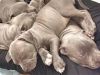 Pure Bred Pitbull Puppies(xxx) xxx-xxx5