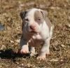 Blue Nose Pitbull Puppies(xxx) xxx-xxx5