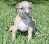 Pitbull Puppies Available Now(xxx) xxx-xxx5