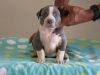 Pitbull Puppies 4 Sale(xxx) xxx-xxx5