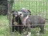 Healthy Pitbull puppies available call now