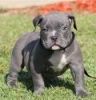 Blue nose Pitbull puppy for sale.