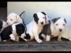 American Pitbull puppies for good homes