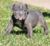 AKC American Pit bull terrier puppies