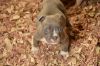 American bully puppies 4 sale