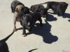 Pups need a home