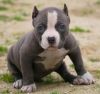 litter of 4 Pit bull Puppies for sale