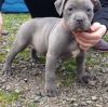 ull breed Pit bull Puppies for sale