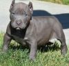 4 Pit bull Puppies for sale