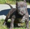 4 Pit bull Puppies for sale in