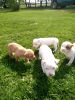American pitbull puppies!!
