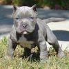 Pit bull puppies with AKC