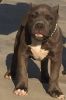 Ukc Registered Blue And White Male Bully
