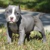 American Pit Bull Terrier puppies for adoption