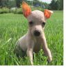 American hairless Quality Pups