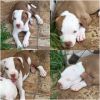 2 male red nose pitbull puppies