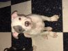 4 MONTH OLD BLUE NOSE FEMALE PITBULL PUPPY