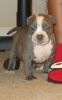 BULLY PUPS AVAILABLE