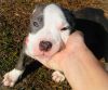 Purebred Blue Nose Pit Bull Puppies