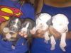 Pitbull puppies for sale