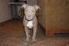 Pit bull puppy 3 month old female