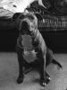 Personal protection American Pit Bull Terrier for sale Fully Trained