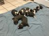Beautiful Pit Pull Puppies