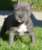 Home Trained Pitbull Terrier Puppies for good homes