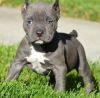 Home Trained American Pitbull Puppies for you