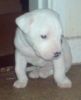 cute female and male American pit bull puppies for