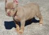 Magnificent Home Raised American Pit Bull Terrier Puppies