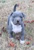 Well Socialized American Pit Bull Terrier Puppies