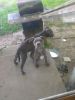 Blue American Pitbull Terrier puppies for sale top of line breed