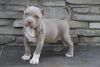 Beautiful American Pit Bull Terrier puppies for Lovely Homes