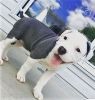 Cute American Pit Bull Terrier Puppies. (xxx) xxx-xxx2
