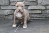 Well Trained American Pit Bull Terrier Puppies