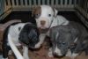 great american pitbull terrier puppies