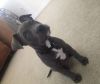 Pitbull Beatiful young female to loving home