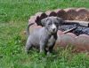 Extremely adorable blue pitbull puppies available,text us on (xxx)-xxx-xxxx