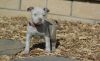 Sweet and loving American Pit Bull Terrier Puppies
