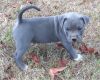 sweet and loving American Pit Bull Terrier Puppies