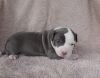 Adorable American Pit Bull Terrier puppy